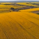 Rapeseed Fields at Sunny Day - VideoHive Item for Sale