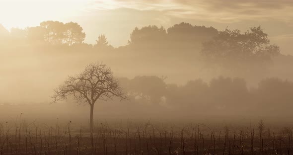 Mystical State of Nature at Sunrise alt