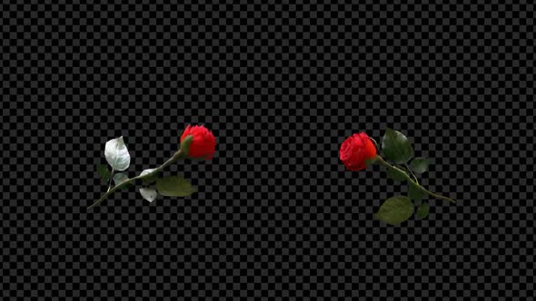 Lovely Two Red Rose Kissing And Falling with Shattered Petal