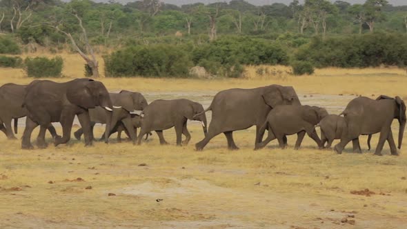 Herd of African elephants at waterhole in national park Hwankee, Botswana  alt