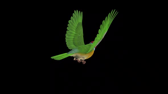Rainbow Finch - Flying Bird - Back Angle - Transparent Loop