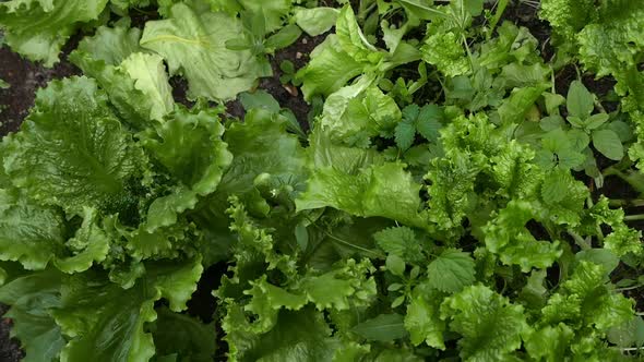 Lettuce Salad in a Vegetable Garden