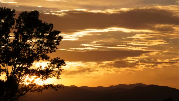 Sunset Golden Cloudscape Behind a Tree
