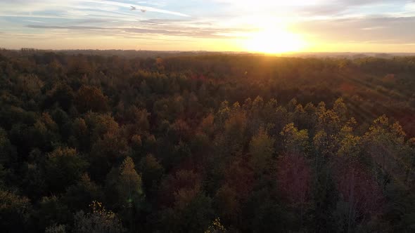 AERIAL: Tilting down towards the canopy of the trees while the sun is setting on an autumn day. alt