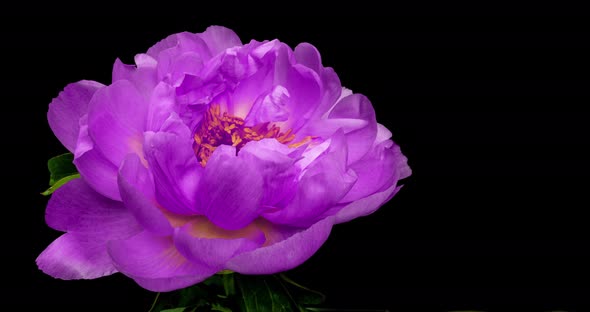 Beautiful Purple Peony Background. Blooming Peony Flower Open, Time