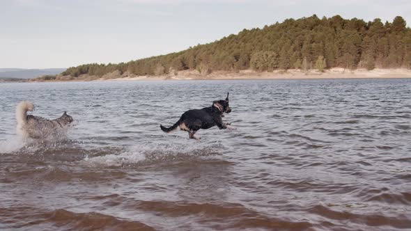 Dogs playing in lake water alt