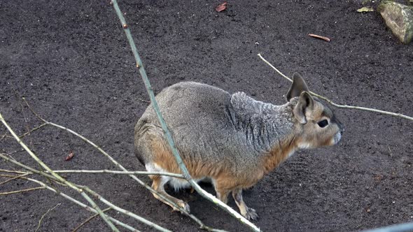 Patagonian mara, Dolichotis patagonum eating branch close up