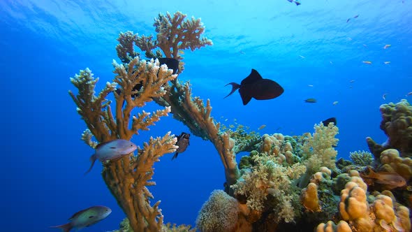 Underwater Tropical Sea Seascape