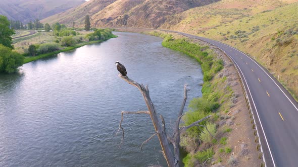 Eagle On Snag Yakima River Canyon