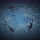 Deep Sea And Sharks - VideoHive Item for Sale