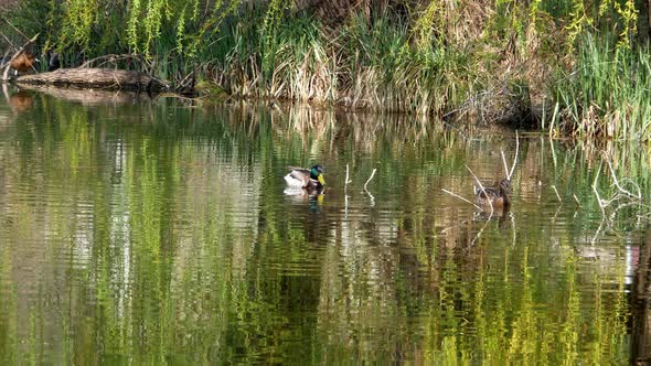 Ducks Swim on Lake Close Up 