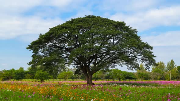 4k timelapse of Many tourists visit the big rain tree in flower field