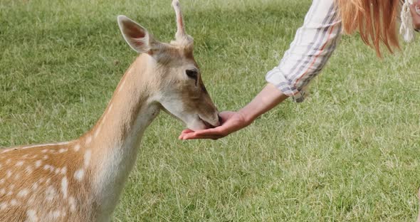 Unrecognizable Woman Feeding Cute Deer From Her Hands with Food Closeup in Green Grass Meadow on alt