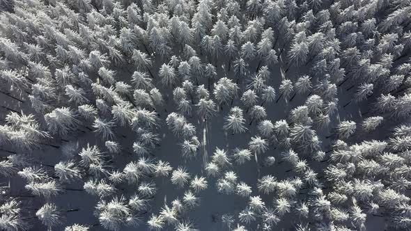 Flying Over The Forest In The Winter