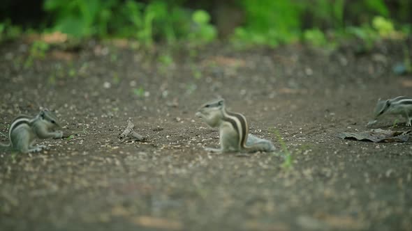 Eastern grey squirrel eating seeds in the park St James in London, portrait shot. Green spring fores alt