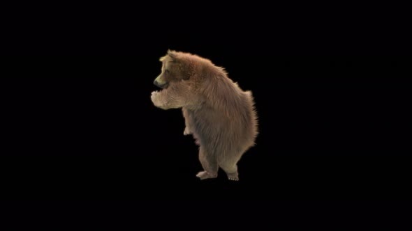 110 Bear Dancing 4K alt