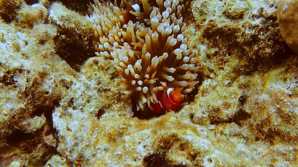 False Clown Fish Family Known As Nemo Fish on Pinkgreen Anemone alt