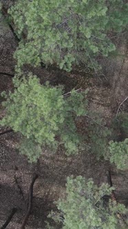 Vertical Video of Pine Forest Aerial View Slow Motion alt