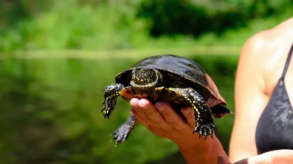 Turtle Lies on the Woman Hand on Backdrop of River with Green Vegetation alt