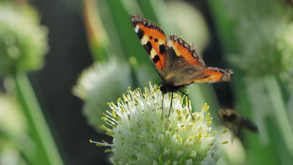 Butterfly and honey bee taking nectar and pollinating a plant