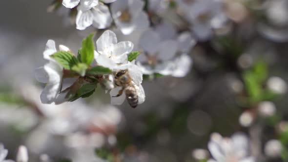 Spring with a Beautiful Blooming Cherry Garden Flowers alt