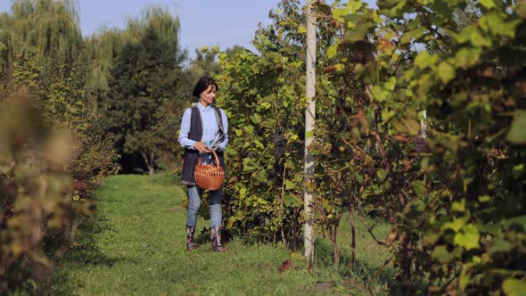Farmer Harvesting Grape on Field