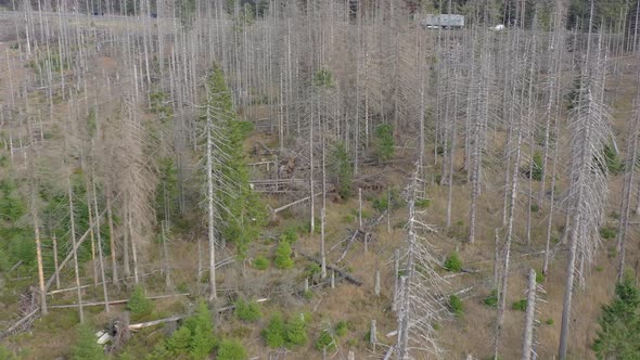 Dead and Dying Forest Caused by the Bark Beetle Aerial View alt