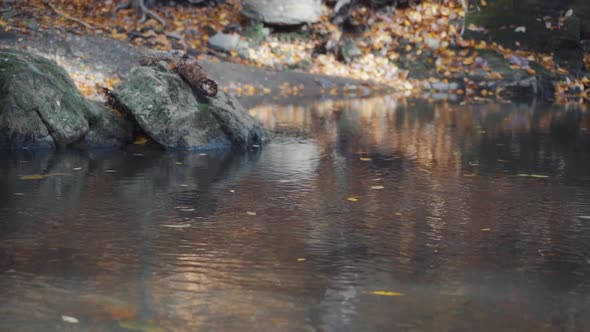 Fall stream with floating colorful leaves flowing to the left slowmo alt