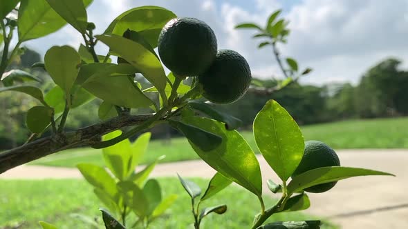 Tree of green Philippine calamansi plant  with pathway and green forest in the background. alt