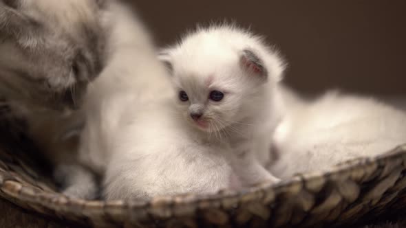 Baby Ragdoll Kittens Close up