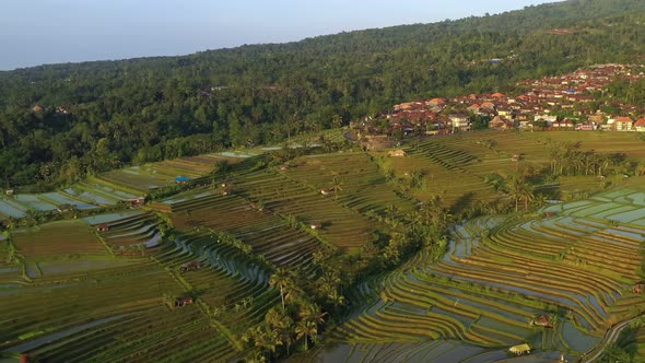 Aerial video in an amazing landscape rice field on Jatiluwih Rice Terraces, Bali, Indonesia alt