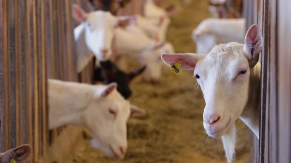 White goat feeding in a closed up pen. Close up of Goats with ear tags feeding. alt