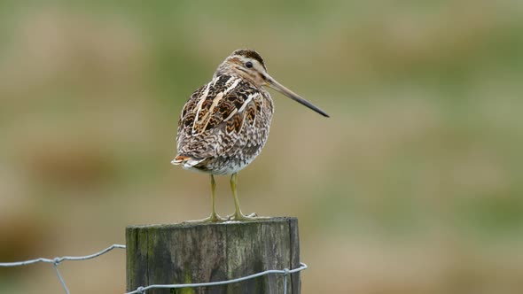 Common Snipe resting on a fence post and turning its head towards the camera. alt