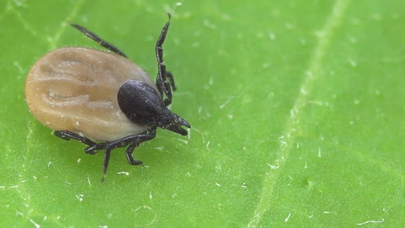 Ixodes scapularis tick Macro. Bloated parasite drunk on blood, Dangerous insect mite.