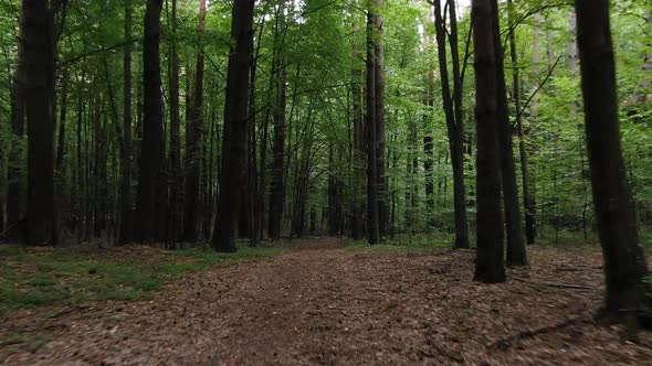 Aerial View Tracking Through Thick Forestry During Daylight alt
