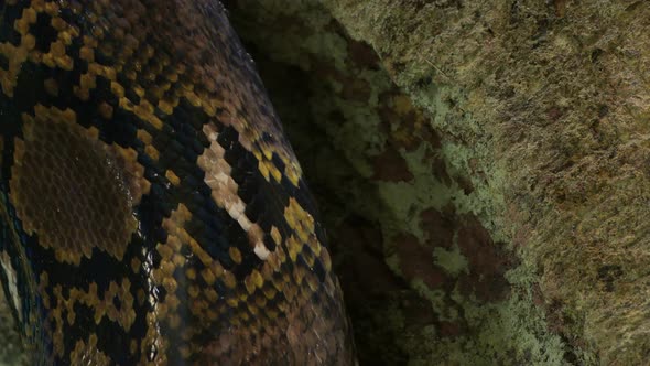 Scales of Reticulated Python Snake Crawling, Stock Footage | VideoHive