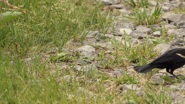 An adult red winged black bird catches and eats a small grub while foraging (Agelaius phoeniceus) alt