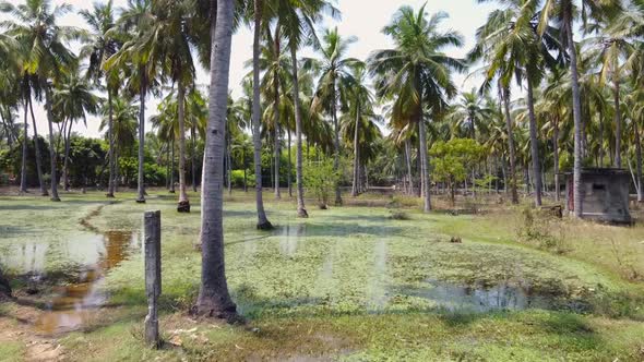 Palm trees with reflection in Pondicherry alt