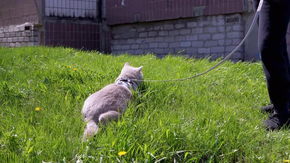 Child Walking a Gray British Cat on a Leash Outdoors in Green Grass on Yard alt