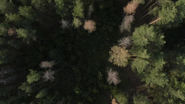 Pine forest top view flight forward
