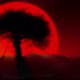 Lonely Tree At Sunset - VideoHive Item for Sale