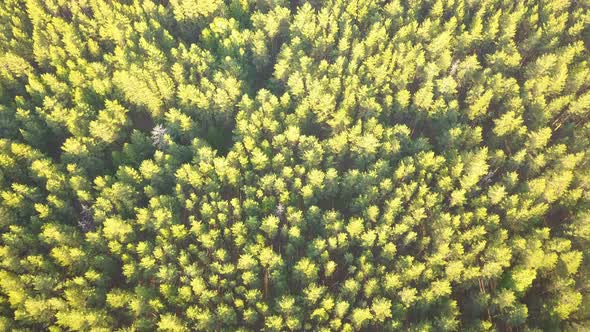 Green Nature Forest From Above