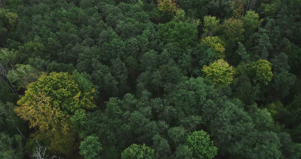 Drone Flight Over The Forest