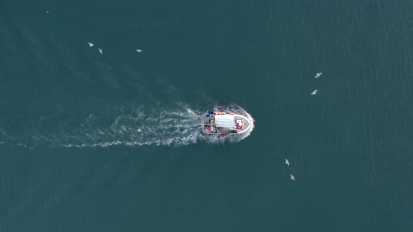 Seagulls Flocking a Small Fishing Boat alt