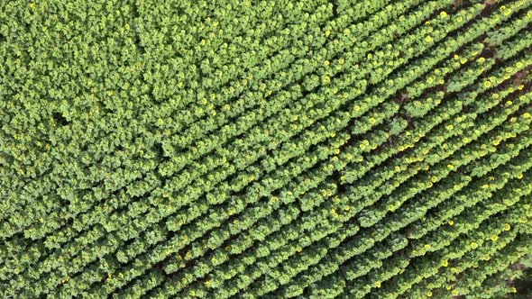 Sunflower Field Top View Background alt