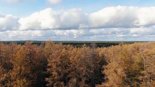 Larch Trees with Yellow and Orange Foliage in Old Forest alt