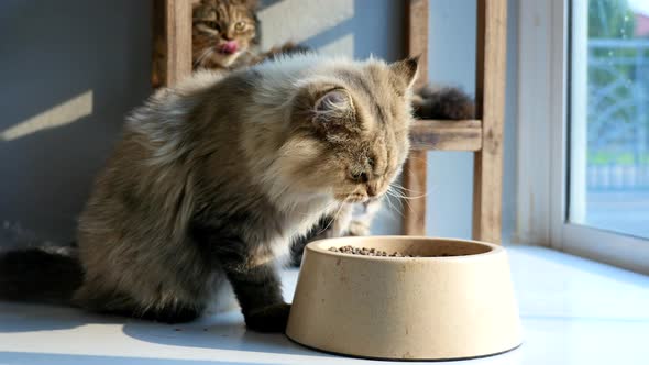 Cute Persian Cat Eating Dry Food From A Bowl 4k4 alt