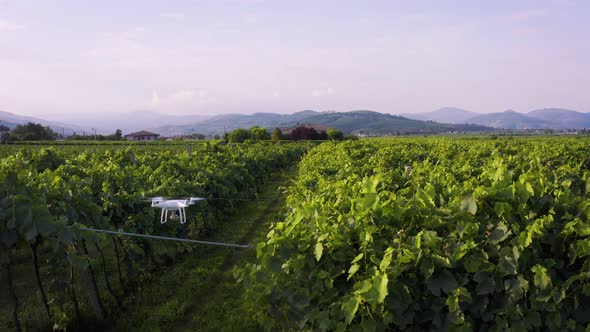 Drone Takes Off Over the Vineyards of Italy Aerial