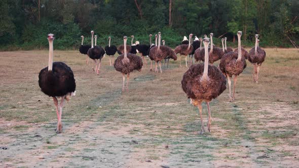 Group of Big Ostriches Walking on the Field alt
