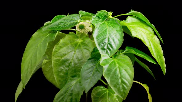 Time Lapse of Growth Sweet Bell Peppers Plants alt